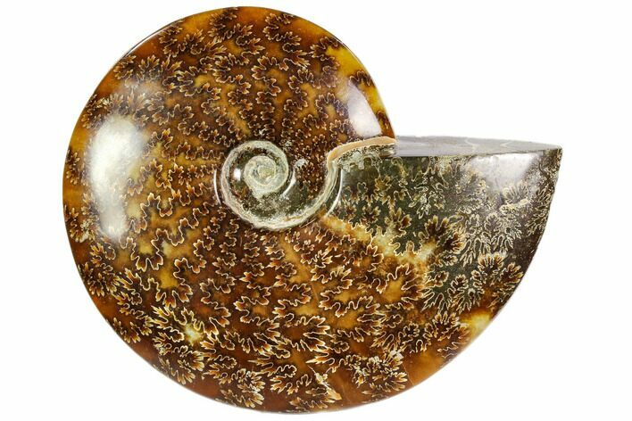 Polished, Agatized Ammonite (Cleoniceras) - Madagascar #104861
